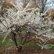 [10284] PRUNUS TOMENTOSA ORIENT - DEMI TIGE (Caduc, 3 à 5 m)