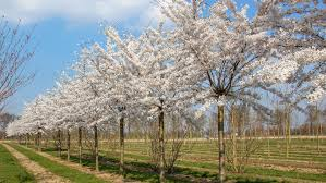 PRUNUS YEDOENSIS - DEMI TIGE