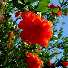 PUNICA GRANATUM (GRENADIER A FLEURS) - DEMI TIGE