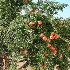 PUNICA GRANATUM (GRENADIER) MOLLAR DE ELCHE - DEMI TIGE