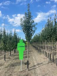 [10372] PYRUS COMMUNIS (POIRIER) - QUART TIGE (Caduc, 3 à 5 m)