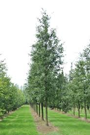 [10430] QUERCUS CASTANEIFOLIA - TIGE (Caduc, +20 m)