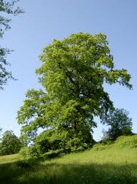 QUERCUS CERRIS