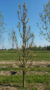[10443] QUERCUS COCCINEA FASTIGIATA (Caduc, +20 m)