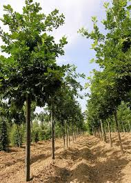 [10446] QUERCUS FRAINETTO - TIGE (Caduc, +20 m)