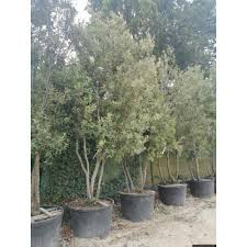 QUERCUS ILEX PARACHUTE