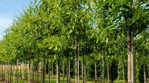 [10494] QUERCUS IMBRICARIA - TIGE (Caduc, 10 à 20 m)