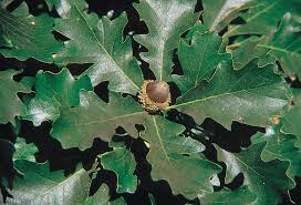 [10504] QUERCUS MACROCARPA (Caduc, +20 m)