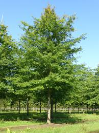 [10506] QUERCUS PALUSTRIS (Caduc, +20 m)
