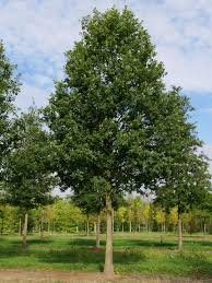 [10527] QUERCUS PETRAEA (Caduc, +20 m)