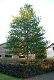 QUERCUS PHELLOS - PALISSEE