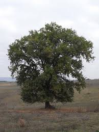 QUERCUS PUBESCENS