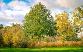 QUERCUS ROBUR