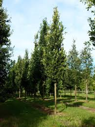 [10565] QUERCUS ROBUR FASTIGIATA KOSTER (Caduc, 10 à 20 m)