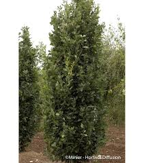 [10566] QUERCUS ROBUR FASTIGIATA KOSTER - TIGE (Caduc, 10 à 20 m)