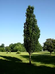 [10578] QUERCUS ROBUR REGAL PRINCE (Caduc, +20 m)