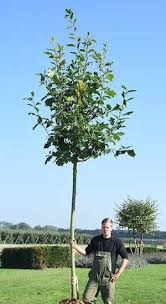 [10585] QUERCUS RUBRA - TIGE (Caduc, +20 m)