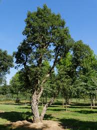 QUERCUS SUBER - DEMI TIGE
