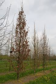 [10634] QUERCUS WIND CANDLE (Caduc, 10 à 20 m)