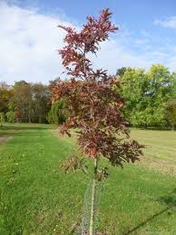 QUERCUS X SARGENTII THOMAS
