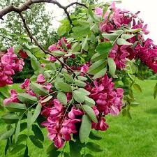 ROBINIA PSEUDOACACIA CASQUE ROUGE - TIGE