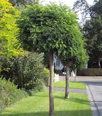 ROBINIA PSEUDOACACIA UMBRACULIFERA INTERMIS - TIGE