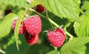 [10883] RUBUS IDAEUS (FRAMBOISIER) (Caduc, 150/200)