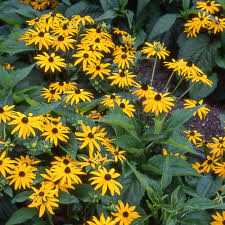 [10896] RUDBECKIA SULLIVANTII GOLDSTURM (Caduc, 50/100)