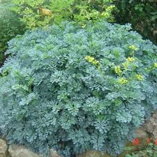 RUTA GRAVEOLENS JACKMAN'S BLUE (JAUNE)