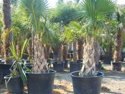 SABAL PALMETTO - TRONC