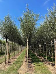[10937] SALIX ALBA - TIGE (Caduc, +20 m)
