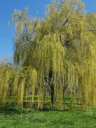 SALIX BABYLONICA - DEMI TIGE