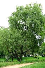 SALIX MATSUDANA TORTUOSA AUREA