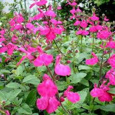 [11019] SALVIA CERA POTOSI (Caduc, 50/100)