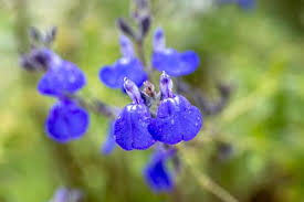 [11022] SALVIA CHAMAEDRYOIDES SILVER LEAVES (Caduc, 50/100)