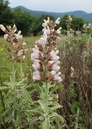 [11025] SALVIA FRUTICOSA (Persistant, 50/100)