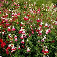 SALVIA GREGGII