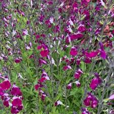 SALVIA GREGII AMETHYST LIPS (BICOLORE)