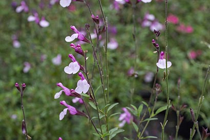 [11041] SALVIA GREGII JOY (ROSE) (Caduc, 50/100)