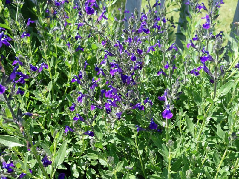 [11045] SALVIA GREGII LYCIOIDES (Caduc, 100/150)