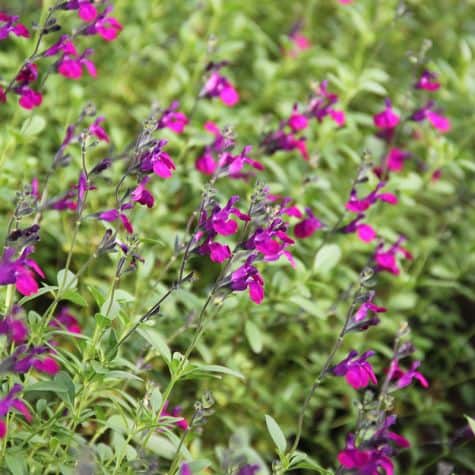 [11047] SALVIA GREGII VIOLETTE DE LOIRE (VIOLET) (Caduc, 50/100)