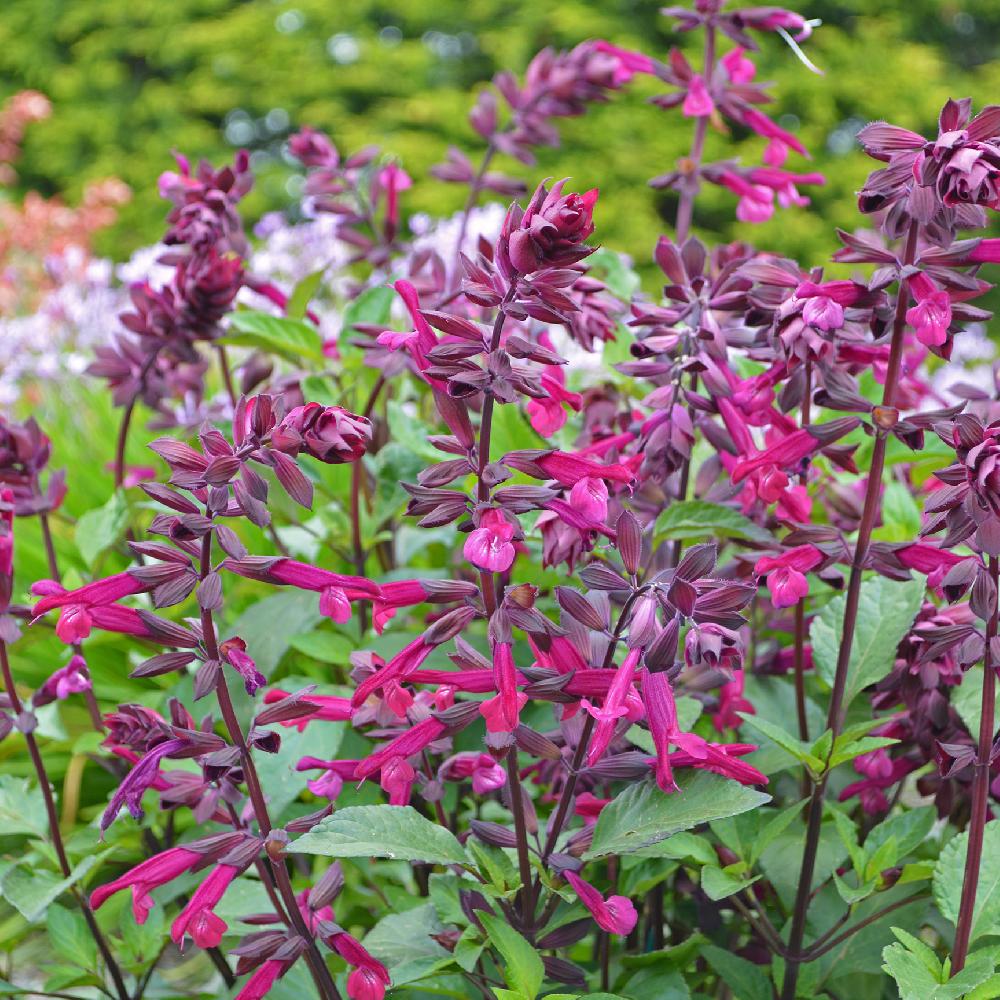 SALVIA LOVE AND WHISHES