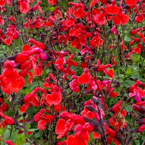 [11070] SALVIA ROYAL BUMBLE (ROUGE) (Caduc, 50/100)