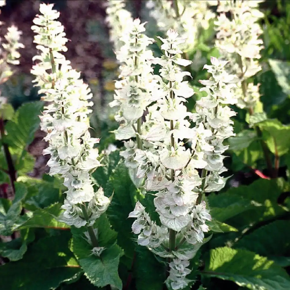 SALVIA SCLAREA