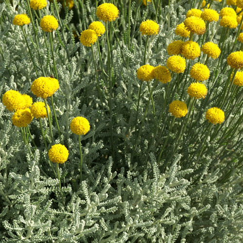 [11133] SANTOLINA CHAMAECYPARISSUS (Persistant, 50/100)