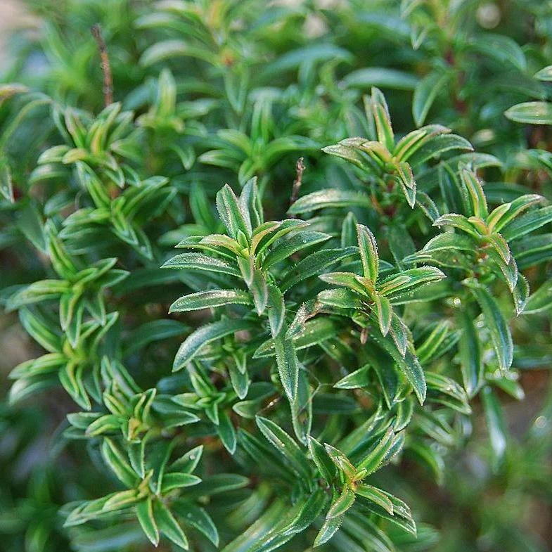 [11162] SATUREJA MONTANA (SARIETTE) (Persistant, 0/20)