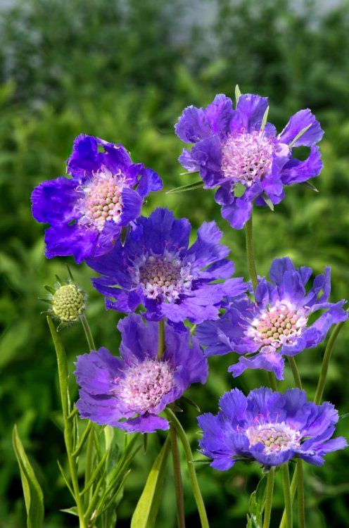 SCABIOSA CAUCASICA GDT