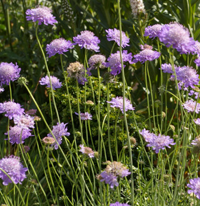 SCABIOSA COLUMBARIA NANA