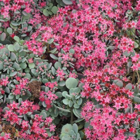 [11226] SEDUM CAUTICOLA