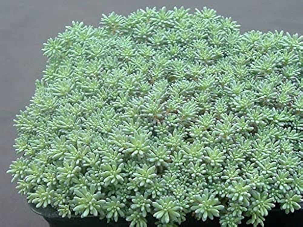 SEDUM HISPANICUM